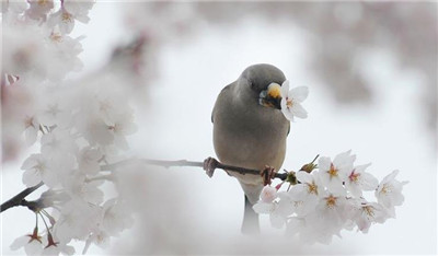 雪魂