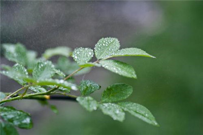雨之后的文章