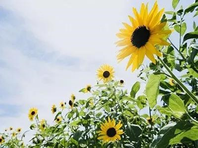 向阳花开的文章