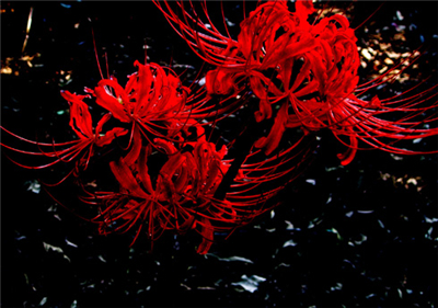 彼岸花开