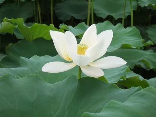心中的白莲花