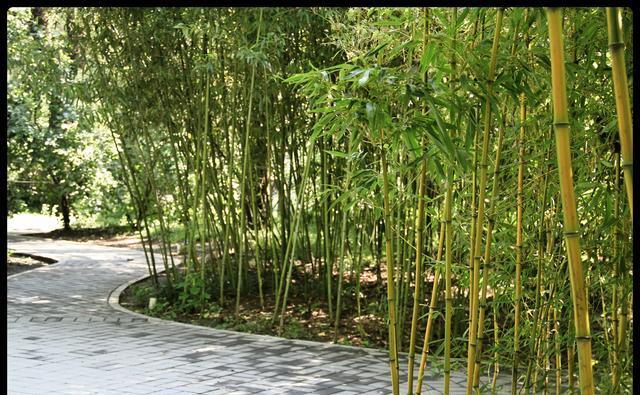 幽幽紫竹情
