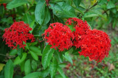 花落又花开，似是故人来