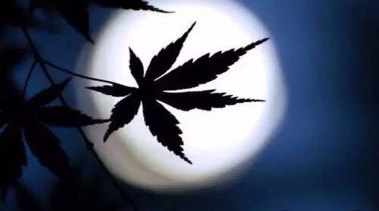 露从今夜白下一句