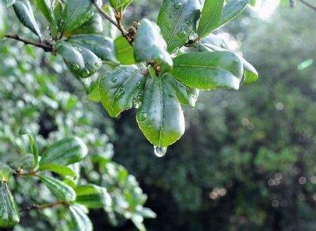 山乡晨雨，清新入怀