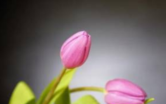 听字的成语，带听字的成语