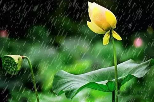 临窗听雨声声慢郎帅