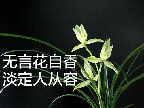 无言花自香，淡定人从容