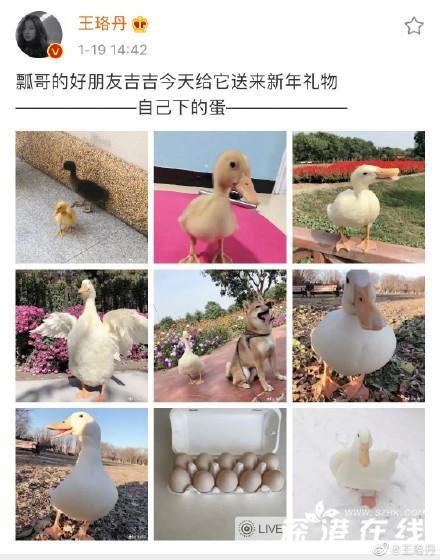 王珞丹发寻鸭启事是怎么回事？什么样的鸭子？【图】