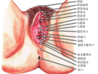 小阴唇肥大对女性有哪些危害