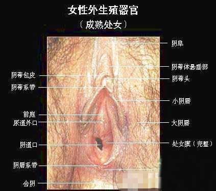图解：女人阴道里的“标准”尺寸