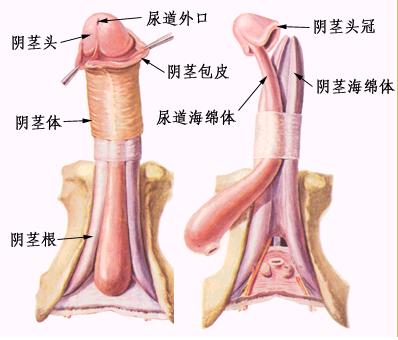 男人“小弟弟”形状大公开（全图）