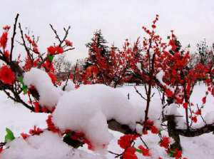 踏雪寻梅
