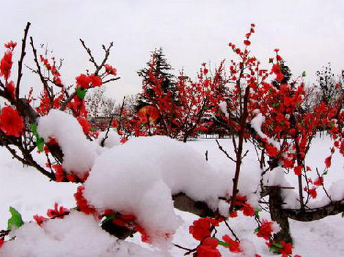 踏雪寻梅