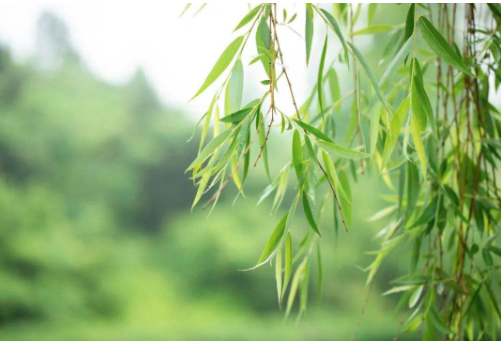 二月春风似剪刀