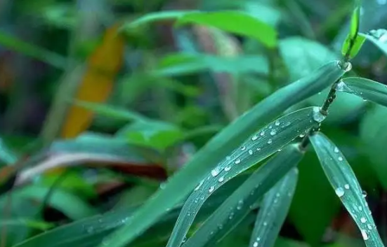 乡下的雨