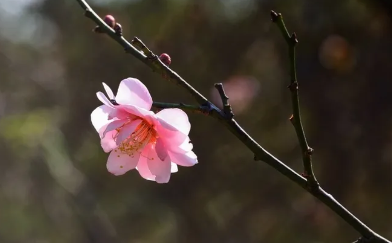 莫待花开去折枝