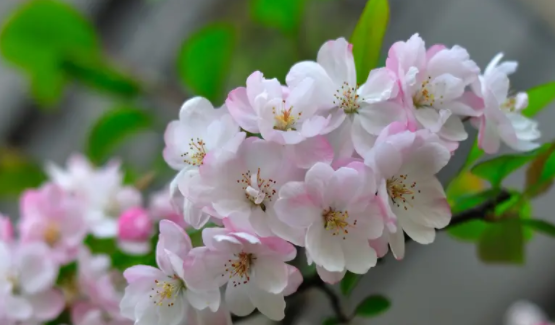 海棠花开心花放