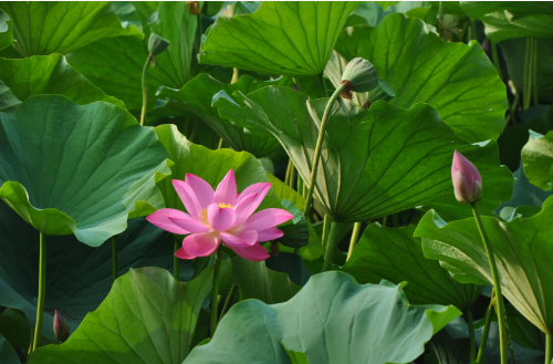 清思，伴夏