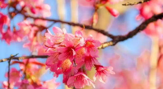 爱情散文：幻化成樱花