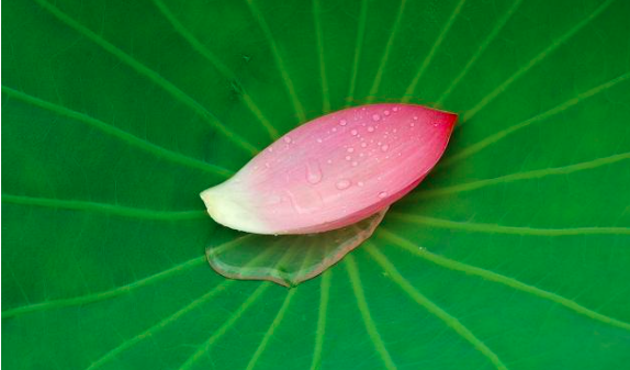 暖不再，情薄凉